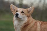 CORGI PEMBROKE 1445